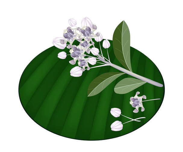 muz yaprak taze calotropis kızgözü çiçekler - Vektör, Görsel