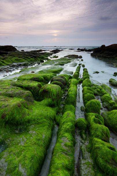 Rocks with green moss on a gloomy evening in Kudat, Sabah, East Malaysia, Borneo - 写真・画像