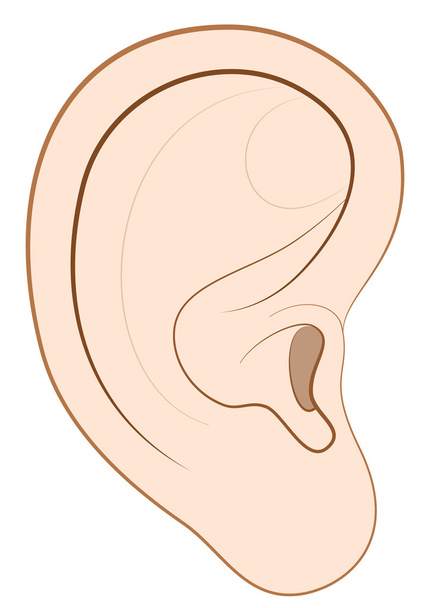Людське вухо
 - Вектор, зображення