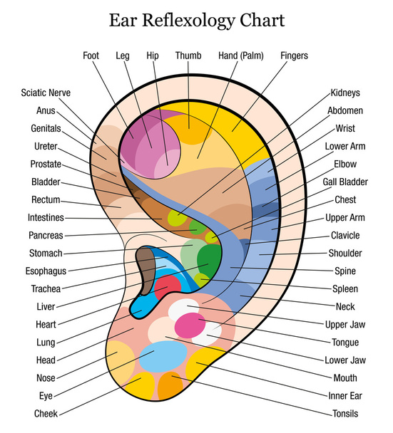 Refleksologia ucha wykres opis biały - Wektor, obraz