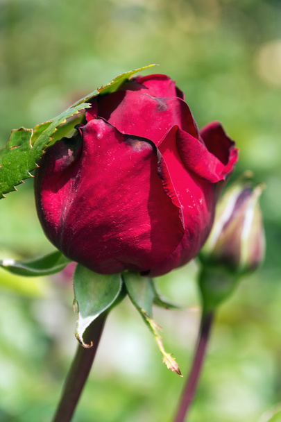 buds of a red rose - Zdjęcie, obraz