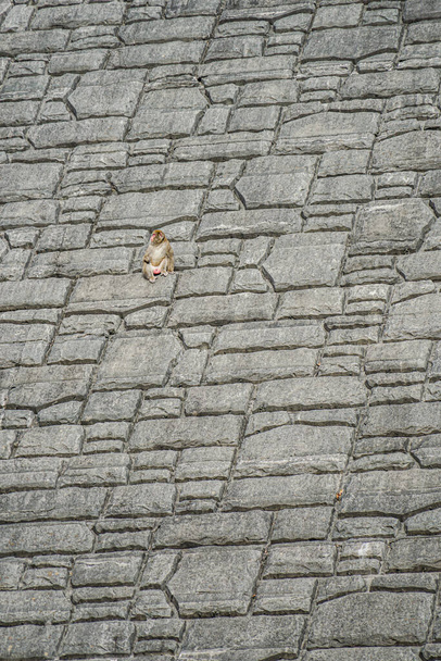 Affenklettern in einer steilen Felswand. Drehort: Präfektur Gunma - Foto, Bild