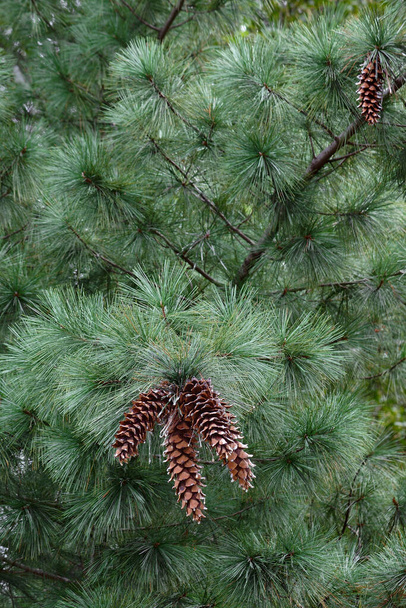 pine cone on a branch of a tree - Fotoğraf, Görsel