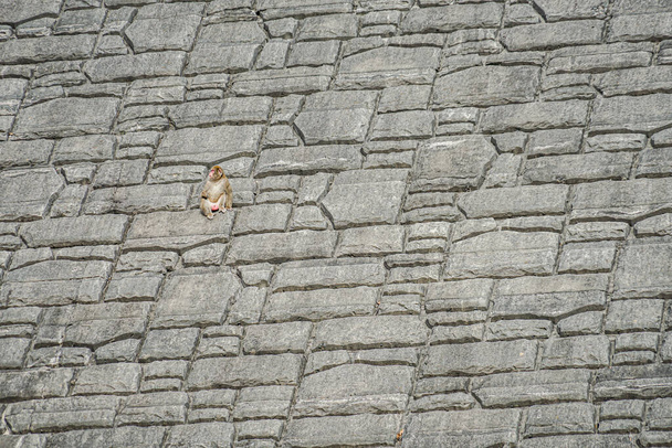 Maymun dik kaya duvarına tırmanıyor. Atış yeri: Gunma Bölgesi - Fotoğraf, Görsel