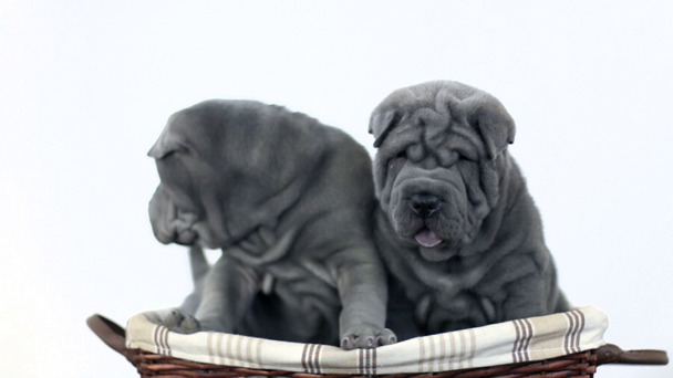 Dos cachorros Shar Pei sentados en una canasta
 - Imágenes, Vídeo