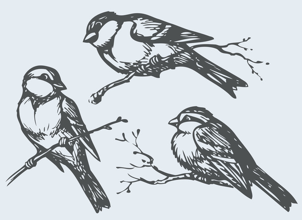 Vector freehand drawing. Tits, sparrows and bullfinches on branc - Vector, Image