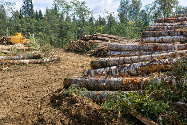 вид вырубки - обезлесенные земли и стопки пиломатериалов - Фото, изображение