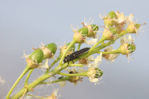 Larva of Two-spot ladybird or Adalia bipunctata on flowered bird cherry tree branch. - Photo, Image