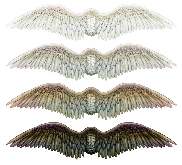 vleugels - Foto, afbeelding