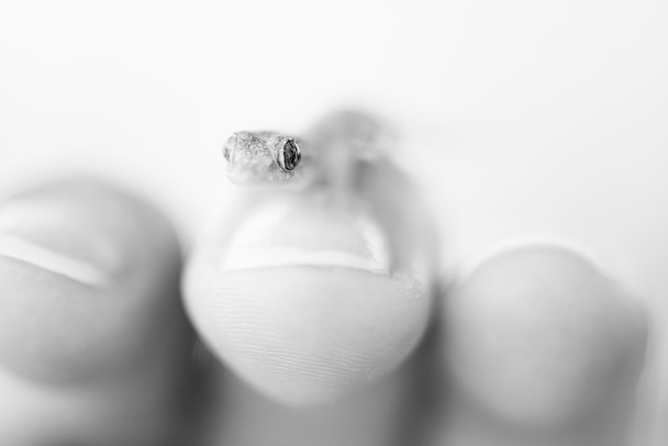 Common house gecko - Foto, imagen