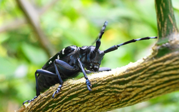 Cerambycidae insectos en hoja verde en la naturaleza, Japón del Sur
 - Foto, imagen