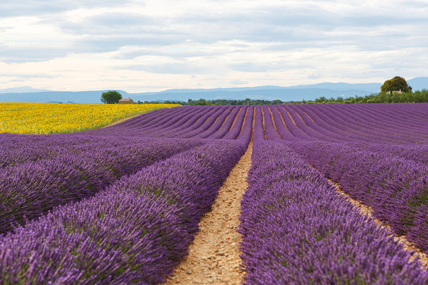 Lavanta alanları yakınında valensole Provence, Fransa. - Fotoğraf, Görsel