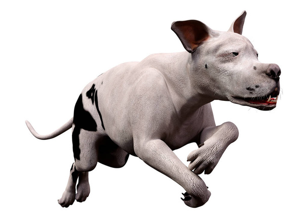 3d render of a cute dog - Foto, imagen
