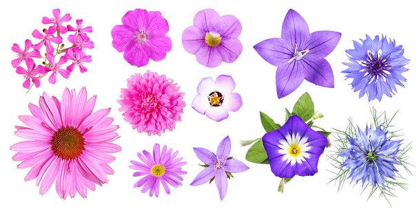 Selection of a photo series with color-assorted garden flowers seen from above, isolated. - Fotoğraf, Görsel