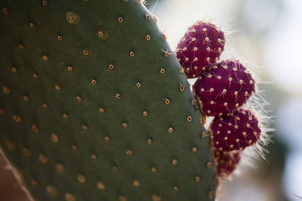 close up of a cactus in the garden - Fotó, kép