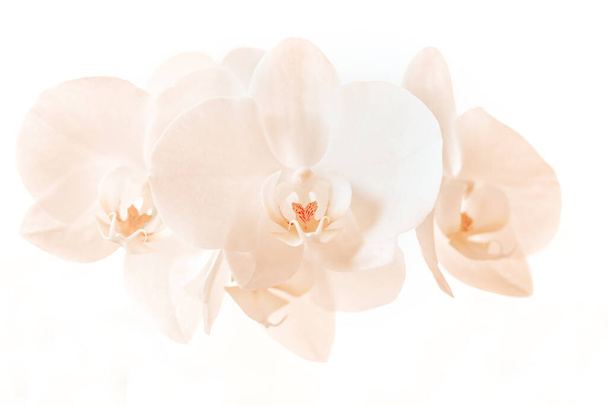 romantic branch of beautiful flower white orchid isolated on white background - Photo, Image