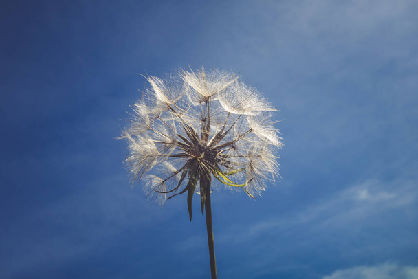 dandelion on a blue sky background - Foto, Bild