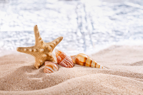 Sea shells and big starfish in the sand at sea. Close up, blurred background. Sea, sand, beach. Natural materials and travel in the summer. - Fotó, kép