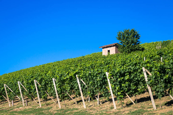 Piedmont hills in Italy, Monferrato area. Scenic countryside during summer season with vineyard field. Wonderful blue sky in background. - Fotoğraf, Görsel