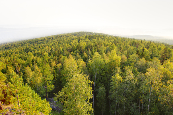 Vista panorámica del bosque de montaña
 - Foto, imagen