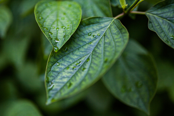 Leaves with drops - Photo, image