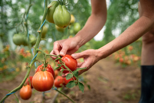 collection of ripe tomatoes in organic quality in a greenhouse on the farm. - 写真・画像