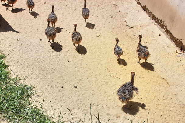 Group of Baby Ostrich. Little baby ostriches exploring the world. Growing up birds. Ostrich farm. Breeding ostriches at the farm. - Фото, изображение
