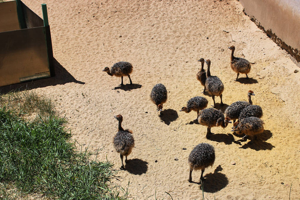 Группа детенышей страуса ищет еду в песке. Маленькие страусы, исследующие мир. Взрослые птицы. Страусиная ферма. Разведение страусов на ферме. - Фото, изображение
