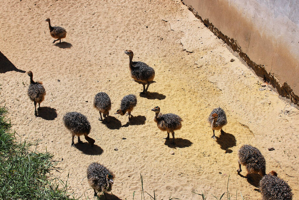 Группа детенышей страуса ищет еду в песке. Маленькие страусы исследуют песок. Взрослые птицы. Страусиная ферма. Разведение страусов на ферме. - Фото, изображение