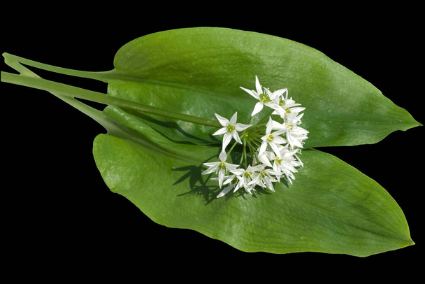 Baerlauch  Allium  ursinum  Zwiebelpflanze - Zdjęcie, obraz