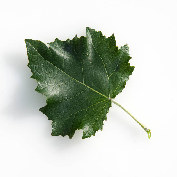 green leaves on white background - Foto, Imagem