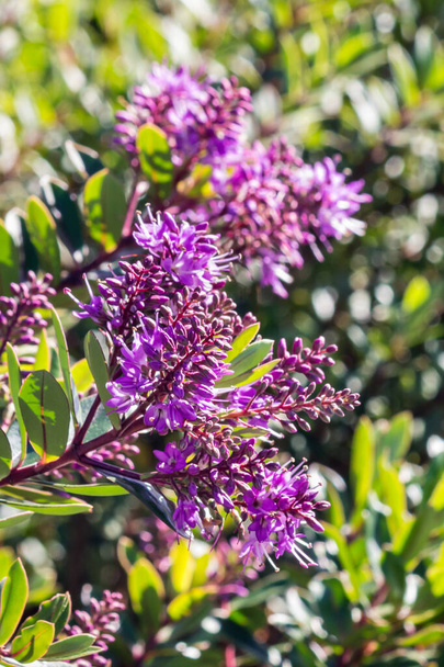 λεπτομέρεια του ροζ φυτό της Νέας Ζηλανδίας Hebe με λουλούδια σε άνθιση σε θολή φόντο - Φωτογραφία, εικόνα