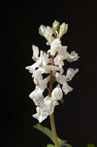 beautiful white orchid flower on black background - Foto, Bild
