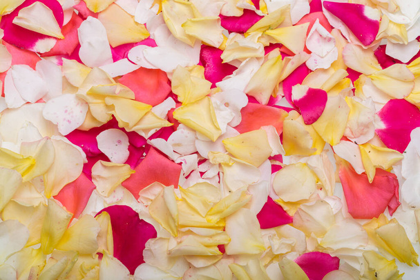 Petals of Pink and Yellow Roses Flowers. Background - Fotoğraf, Görsel