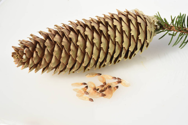 pine cone on white background - Foto, afbeelding