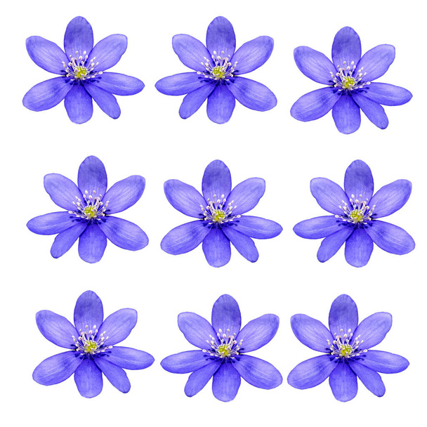 set of blue flowers isolated on white background - Zdjęcie, obraz