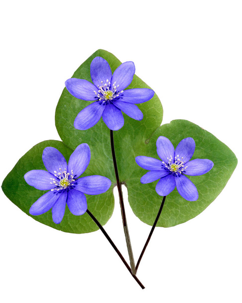 blue-purple crocus flowers isolated on white background - Fotó, kép