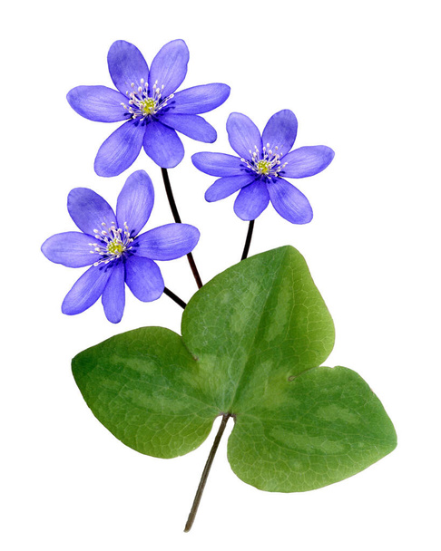 Leberbluemchen, Hepatica, nobilis, Winterblueher, Anemone hepatica, blaue blueten, blau, Blume des Jahres 2013, - - Foto, Imagem