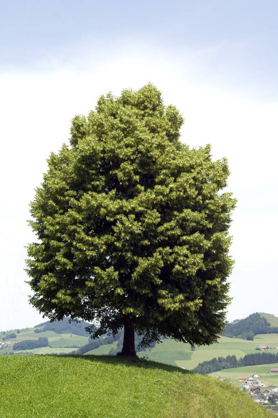green tree in the park - Фото, зображення