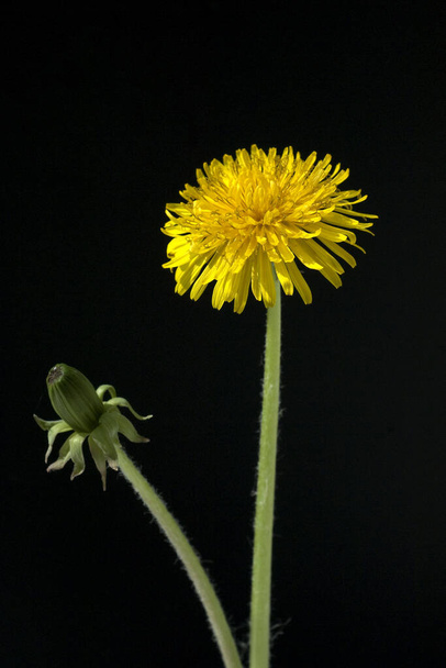 Loewenzahn  Taraxacum, officinale  Wiesenpflanze, Wildgemuese - Photo, image