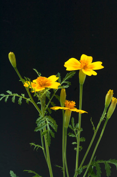 yellow flowers on a black background - Photo, image