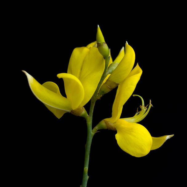 beautiful yellow lily flower on black background - Foto, Bild