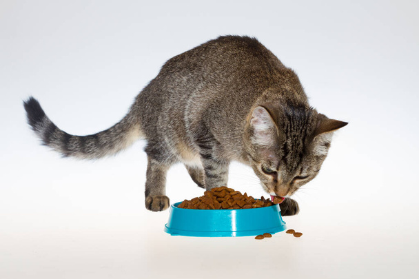 A striped cat eats food on an isolated white background. A cat eats from a blue bowl on a light background. - Foto, afbeelding