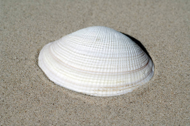 sea shell on the beach - Foto, afbeelding