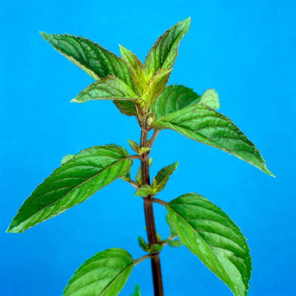 green leaves on blue background - Foto, Imagen