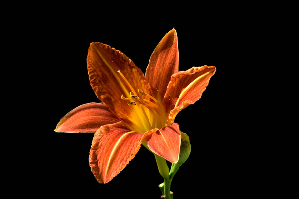 beautiful orange lily flower on black background - Фото, зображення