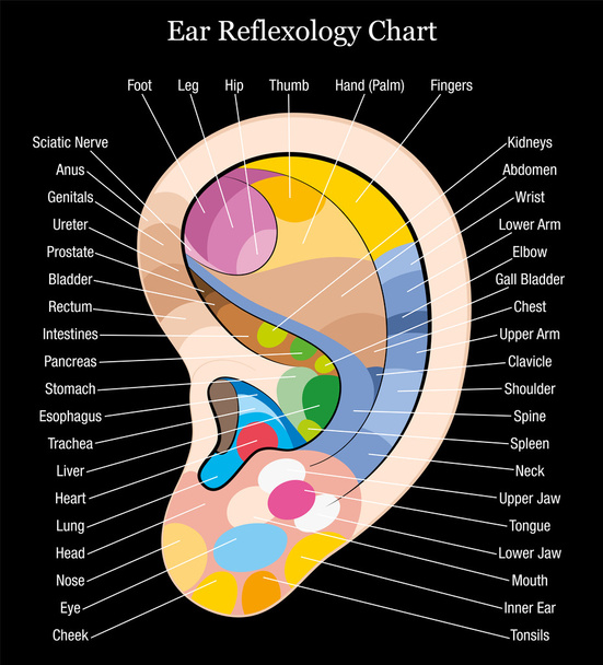 黒い耳リフレクソロジー グラフの説明 - ベクター画像