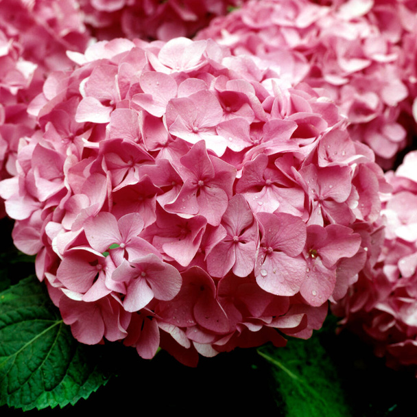 beautiful pink hydrangea flowers in the garden - Foto, immagini