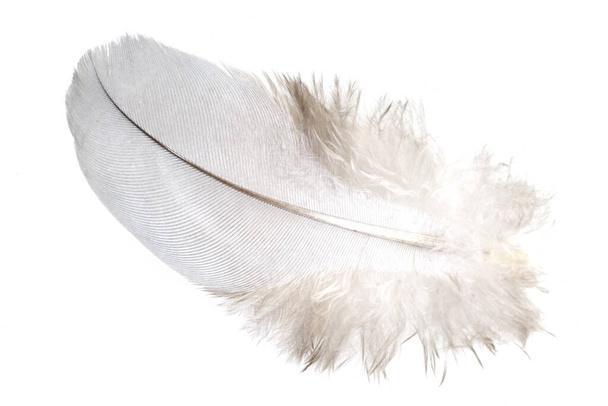 white feather isolated on a light background - 写真・画像