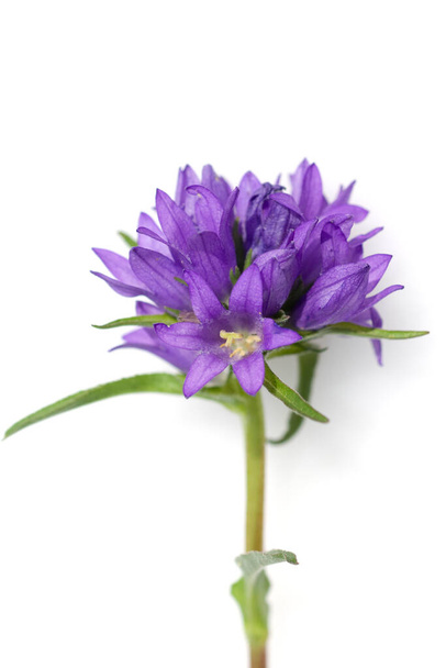 purple flower isolated on white background - Fotografie, Obrázek